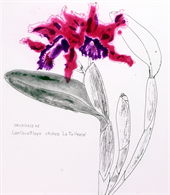 Orchidaceae Laeliocattleya Chinco La Tuilerie