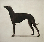 Greyhound