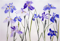 Irises 2012