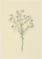 Delphinium Consolida