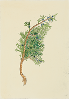 Juniperus Sabina