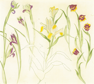 Irises, Lilies, Tulips,