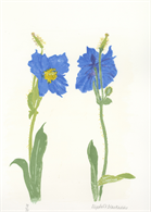 Meconopsis